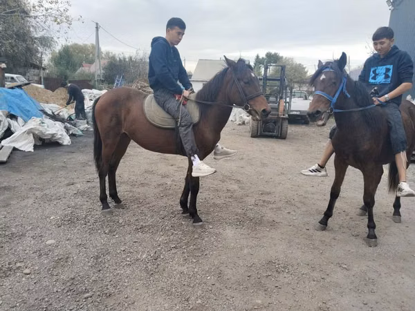 Horse (M), Thoroughbred horse