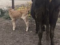 Cow, Cattle — photo 2