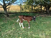 Cow, Simmental cattle — photo 2