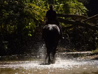 Hengst, Friesian — Foto 7