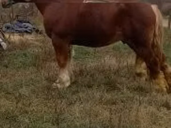 حصان, Suffolk Punch