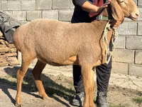 نعجة, Arashan sheep — الصورة 1