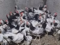Chickens — Foto 2