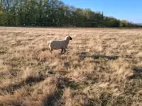 Ram, Shroshire sheep — photo 5