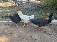 अमेराउकाना — फ़ोटो 5