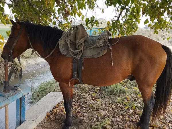 Horse (M), Azerbaijan horse