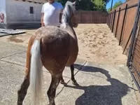 Mare, Horses — photo 1