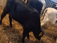Toro, Simmental cattle — foto 4