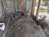 Gallina eslovena barrada — foto 5