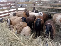 Widder, Gorkov sheep — Foto 1