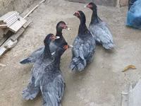 Domestic Muscovy — photo 1