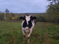 गाय, Russian Black pied cattle — फ़ोटो 1