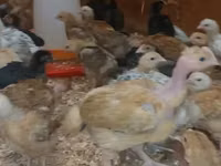 Chickens — Foto 2