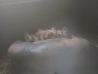 Boar — photo 2