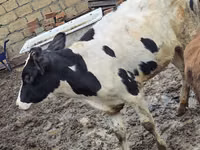 公牛, Aberdeen-Angus — 照片 2