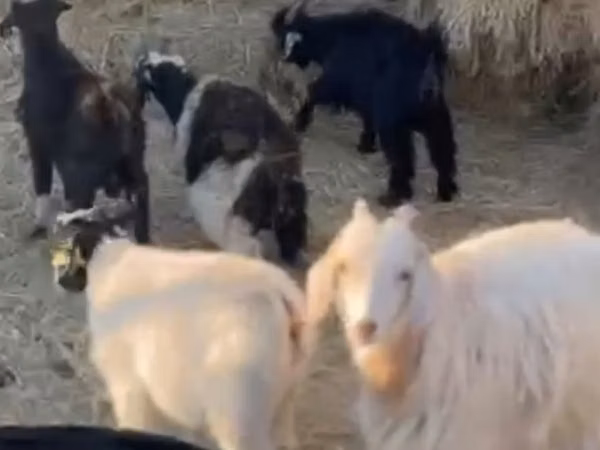 Cabras (lote, sexo no especificado), Cabras