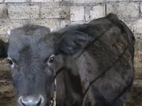 Vaca, Ganado vacuno — foto 4