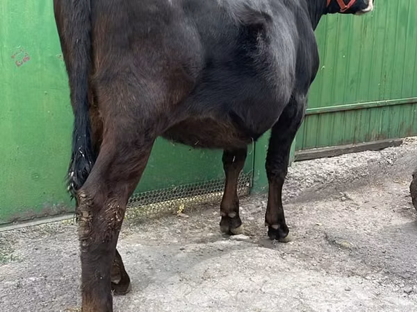 Cow, Alatau breed