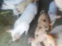 母猪, Pigs — 照片 1