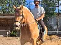 Hengst, Haflinger — Foto 4