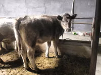 Oveja, Dala sheep — foto 3