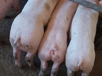 Eber, Schweine — Foto 1
