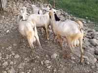 Billy Goat, Goats — photo 6