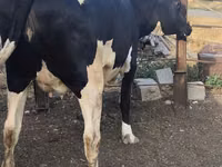 Cow, Russian Black pied cattle — photo 4