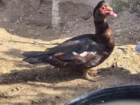 Ducks — الصورة 1