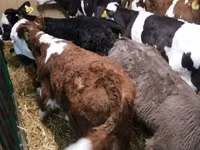 Cattle (batch, sex not specified), Simmental cattle — photo 2