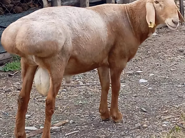 मेढ़ा, Arashan sheep