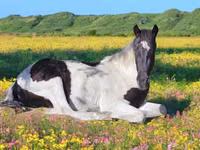 Horse (M), American paint horse — photo 2