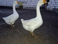 Geese — Foto 2