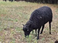 भेड़, Ouessant sheep — फ़ोटो 3