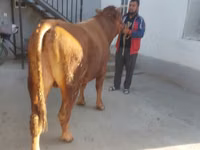 Bull, Limousin cow — photo 3