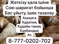 Schaf, Krasnoyarsk sheep — Foto 1