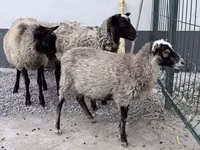 Carnero, Hissar sheep — foto 1