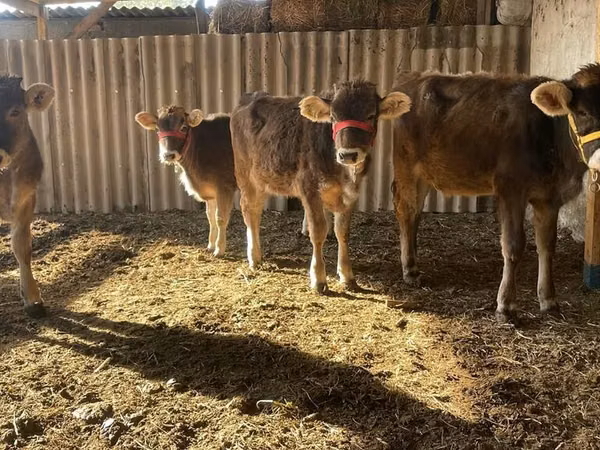Cow, Swiss cattle
