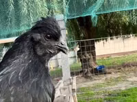 Chickens — फ़ोटो 1