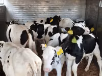 Rinder (Partie, Geschlecht nicht angegeben), Russian Black pied cattle — Foto 2