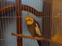 Nimfa (cockatiel) tutuquşu və qəfəs dəsti - Növ: Nimfa tutuquşu — photo 4