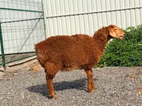 भेड़, Hissar sheep — फ़ोटो 1