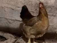 Chickens — photo 1