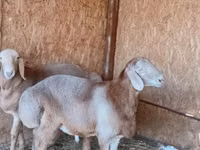 Widder, Arashan sheep — Foto 4