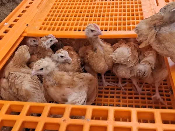 Chickens — Kenia
