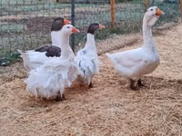 Geese — foto 1