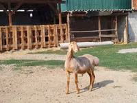 كبش, Edilbay sheep — الصورة 6
