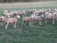 Schaf, Ile-de-France sheep — Foto 3