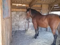 Mare, Međimurje horse — photo 3