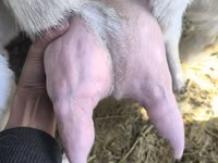Ziegenbock, Gulabi goats — Foto 5